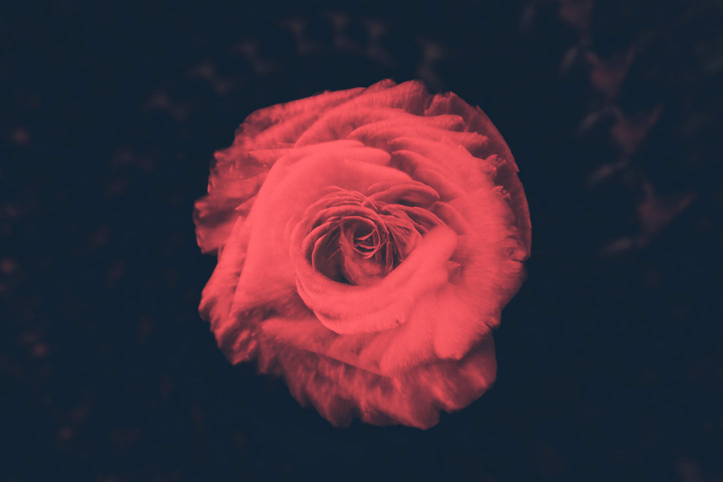 Petal by Petal