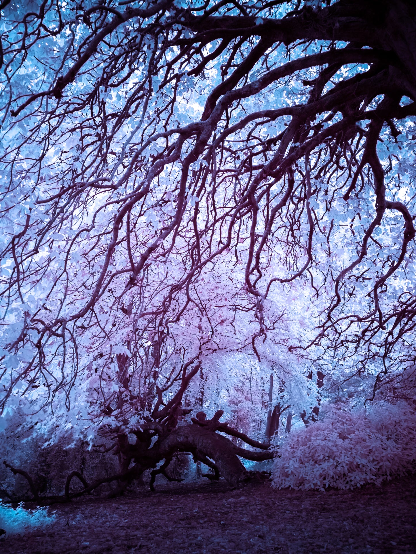 The Persistence of Light