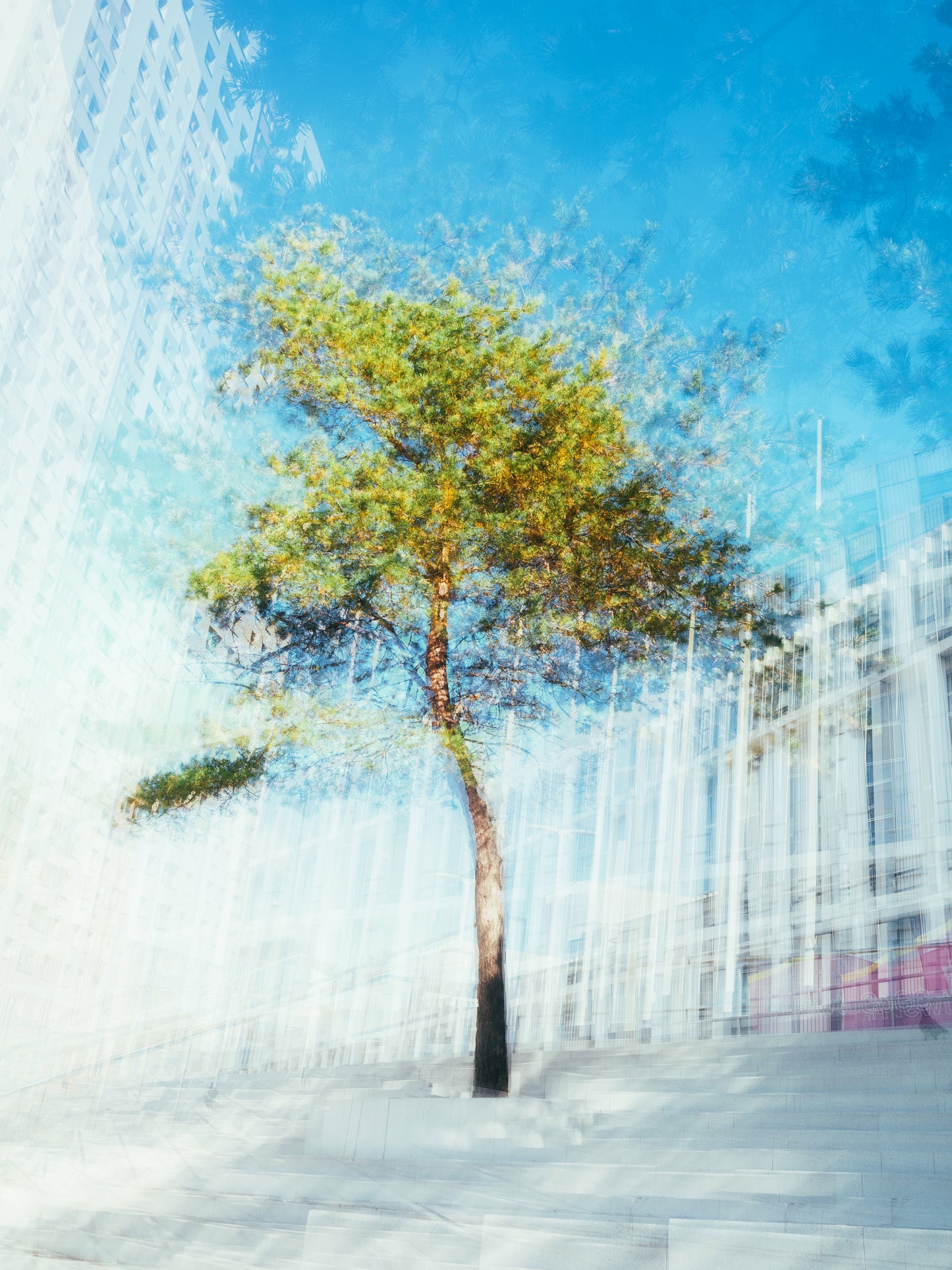 Photosynthesis of Memory