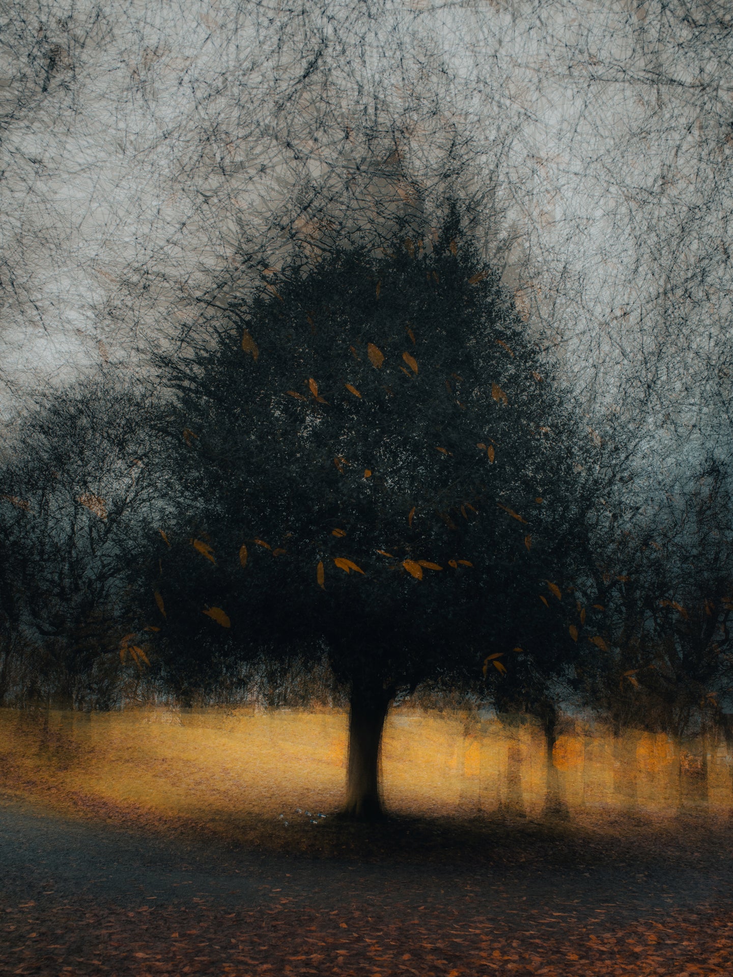 Where the Quiet Gathers