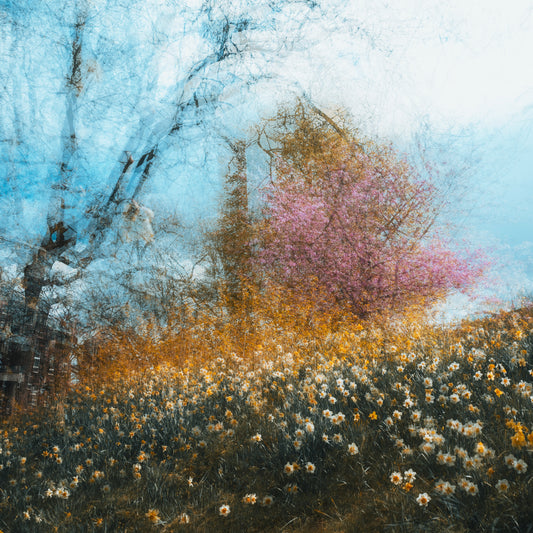 Bloom