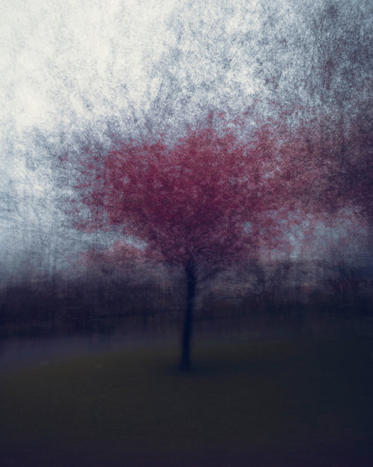 cherry