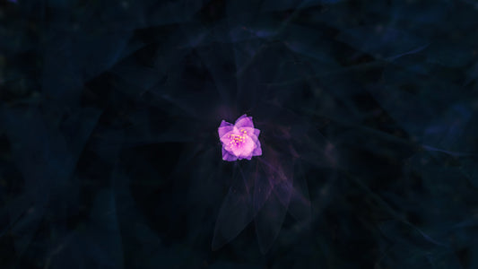 Noctiflora