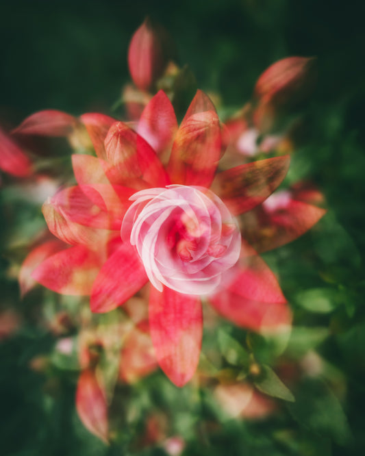 Bloomshift