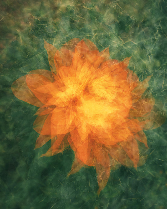 BloomAlchemy