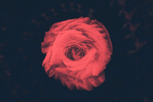 Petal by Petal
