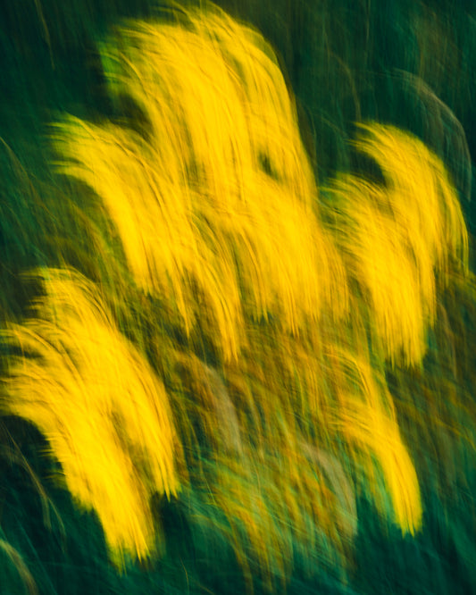 Yellow Flow