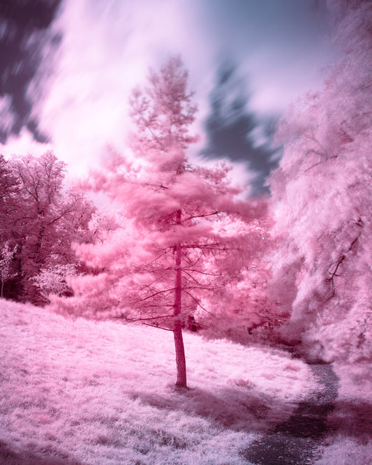 Whispers in Pink