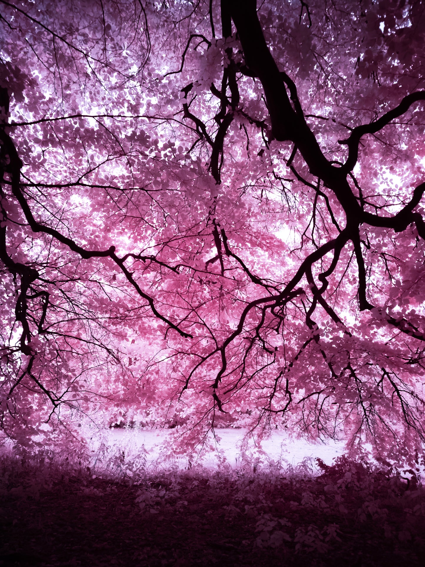 Tollcross Park – Zine 4 – Memory and Transformation