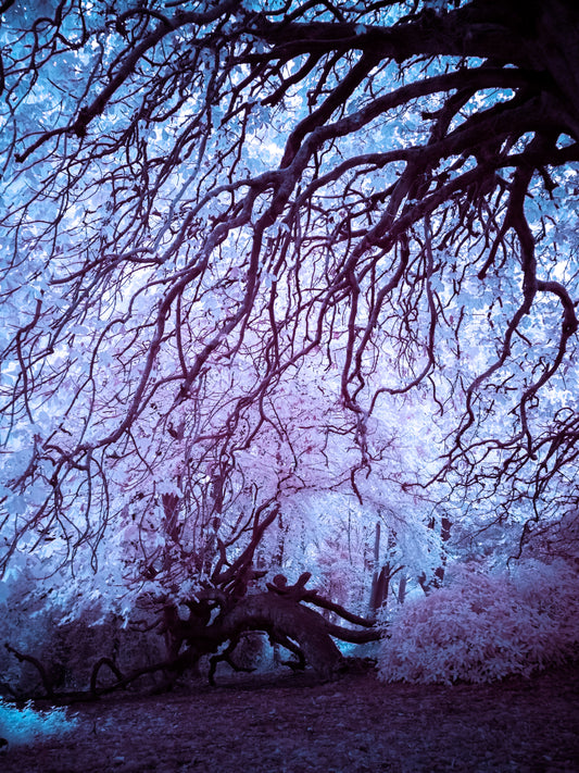 The Persistence of Light