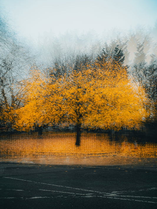 The Tree That Refused to Fade