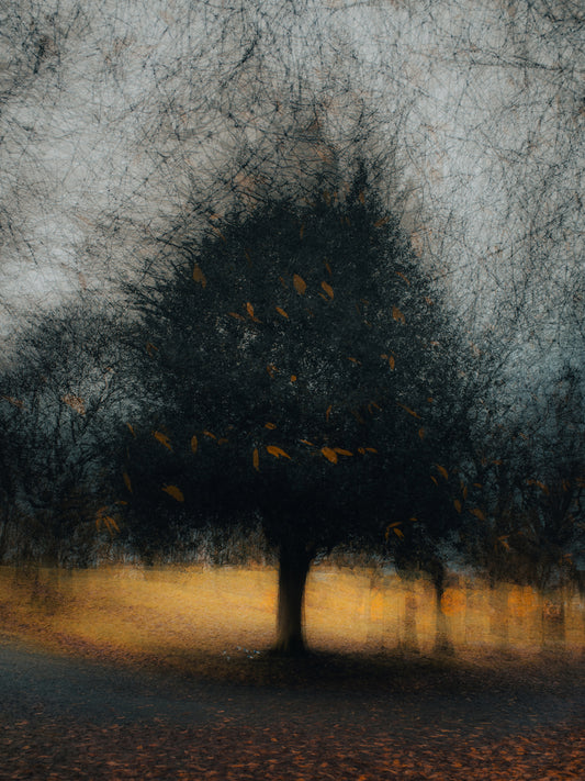 Where the Quiet Gathers