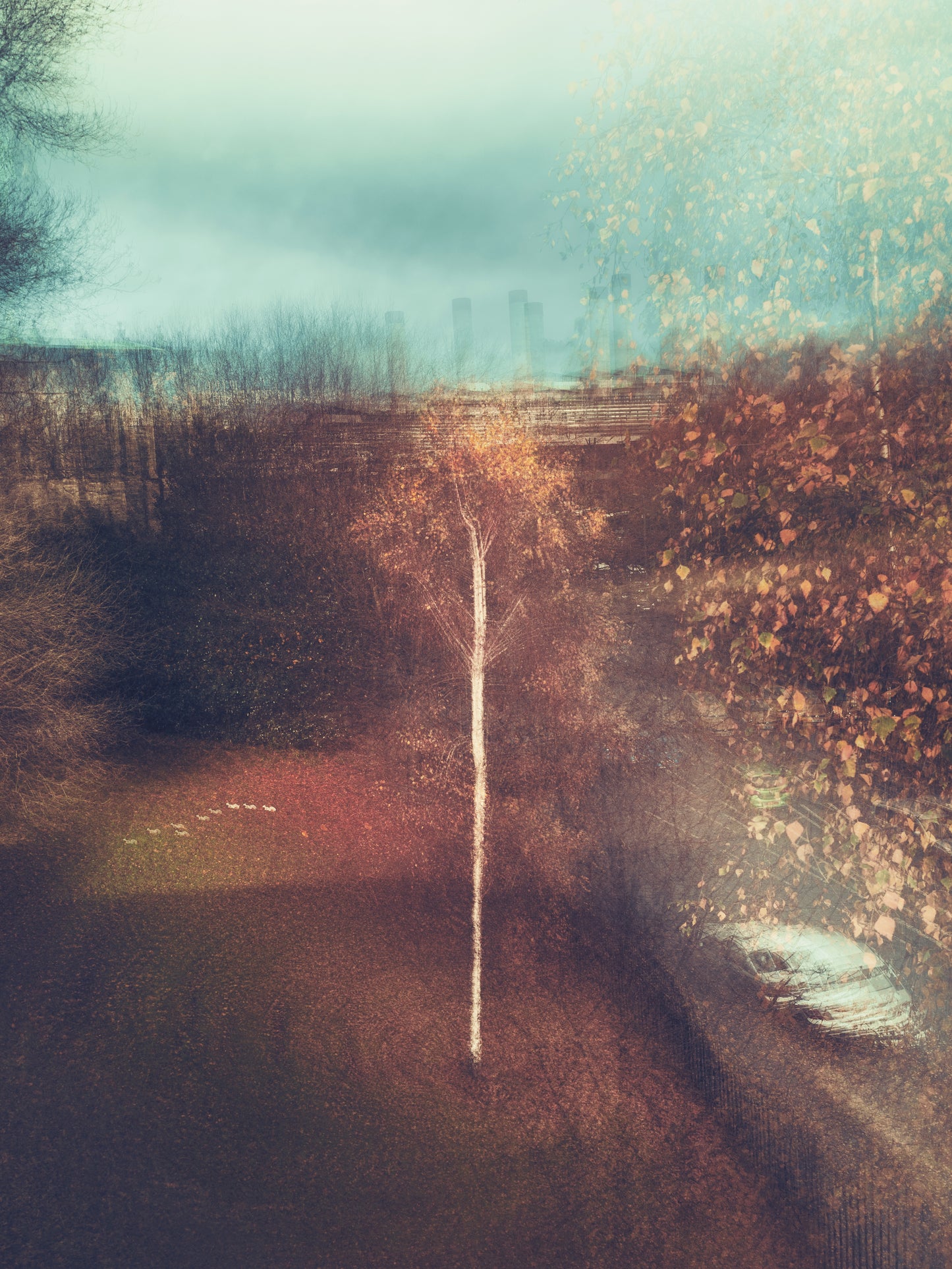 The Lone Birch in a Shifting World